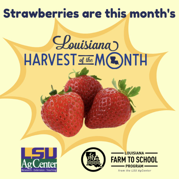 Strawberries are the Louisiana Harvest of the Month